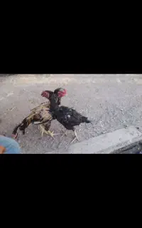 لاری