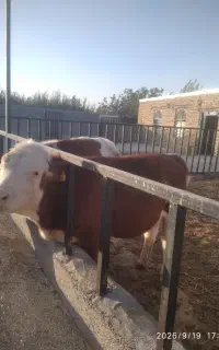 گوساله ماده