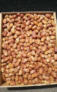 خرما زاهدی قصب