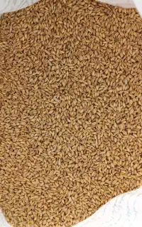 گندم نان درجه یک
