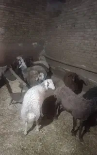 خریدفروش گوسفندزنده