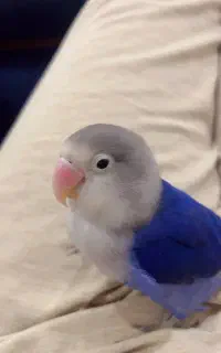 گمشده