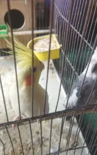 جفت عروس هلندی