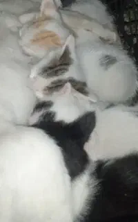 واگذاری بچه گربه