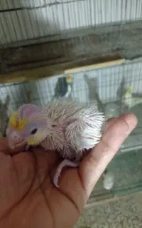 جوجه عروس هلندی