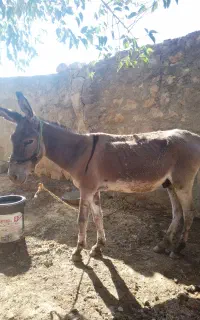 خر الاغ
