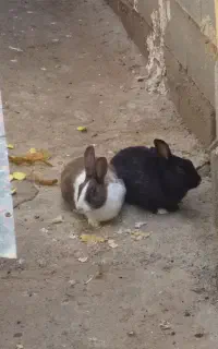 ۲ عدد خرگوش ۶۰۰ تومان