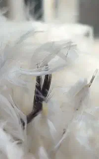 پر مرغ برای بالش . تمیز و آماده مصرف ۷ کیلو