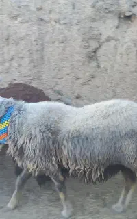قوچ سبز نژاد دار درجه یک