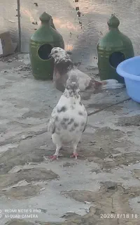 کبوتر نر