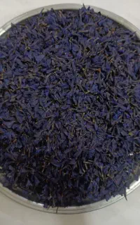 گل گاوزبان
