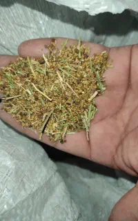 بذر یونجه محلی