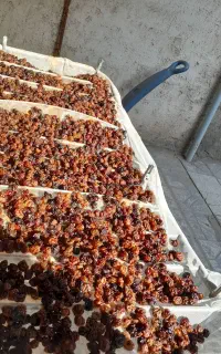 آلوچه یا نیلک خشک