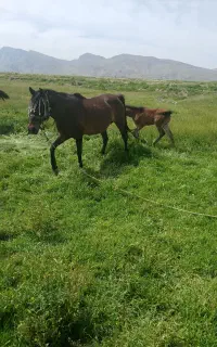 فرش مادیون وکره