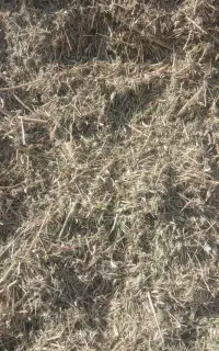 فروش علف کوبیده