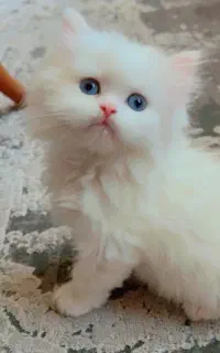 گربه موبلند و موکوتاه