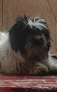 پاکوتاه پشمالو