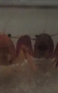 لابستر مولد