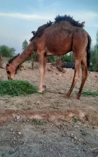 با سلام. دو نفر شتر نر. قیمت، 415