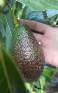 نهالستان تخصصی اواکادو ارقام تجاری و کمیاب پیوندی