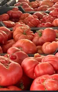 گوجه کوردی و پسته  کوهی