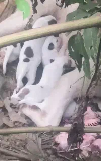 مادرو توله