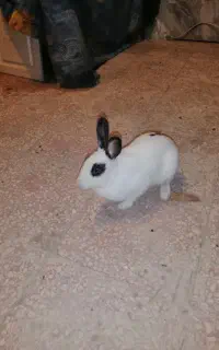 یک عددخرگوش