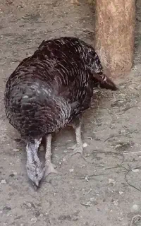 یک عدد بوقلمون برنز