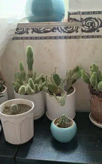 تعدای کاکتوس باگلدان بفروش میرسد