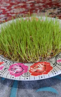 شلتوک بذری درجه یک