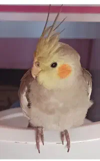 عروس هلندی گم شد