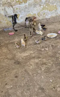 فروش جوجه