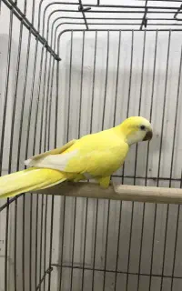 راهب لوتینو ماده