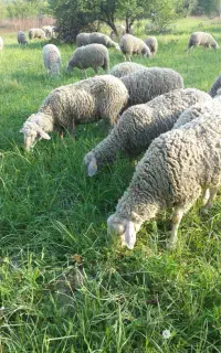 گوسفند زنده و بهداشتی
