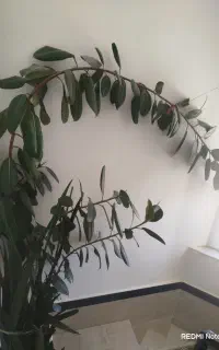 گل سانسوریا گوش فیلی و پاندا نوس
