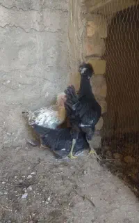 نیمچه مرغ وخروس وبوقلمون