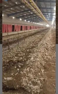 کود مرغ به شرط