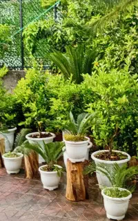 باغبانی هرس علف تراشی سمپاشی بریدن درخت طراحی اجرا