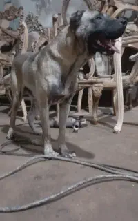 سگ سرابی