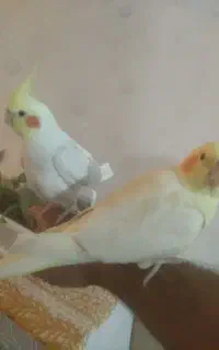 عروس هلندی فول دستی وسخنگو