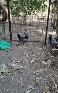 مرغ و خروس گلین