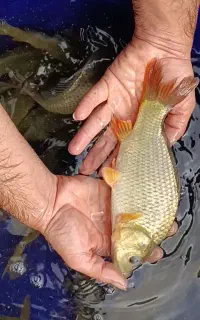 سایز ۲۰۰تا۴۰۰گرم