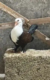 کربلایی جوجه و بالغ