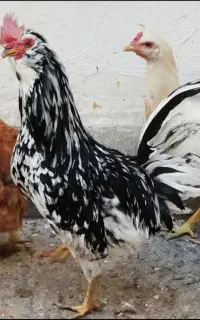 ۳ عدد مرغ تخم گذار