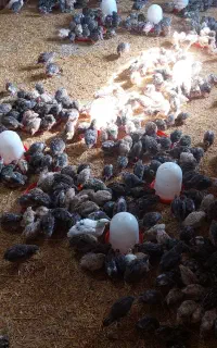 فروش  بلدرچین