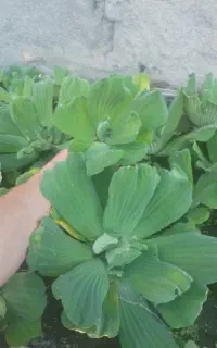 انواع گیاهان آبزی پلنت و انواع رو ابی کلی و جزئی