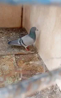 ماده سبز گم شده