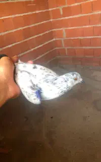 کفتر