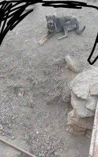 سلام سگ سراب دورگ