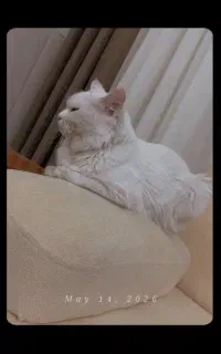 پرشین کت